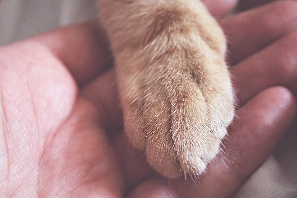 cat paw placed in human hand